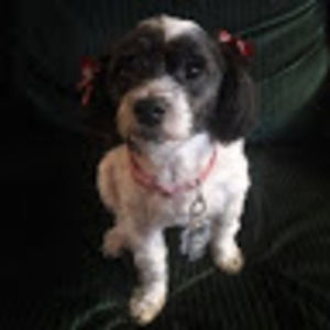 Meet your Posher, Tina